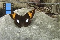 Scene 05_Adelpha on a Stone